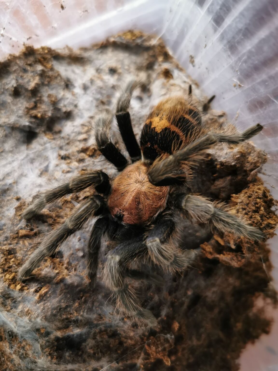 Tliltocatl Vagans L2/3 – Euro Spiders